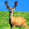 Male Deer In Grass Field paint by numbers