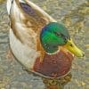 Mallard Duck In River paint by numbers paint by numbers
