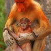 Mommy And Baby Proboscis Monkey paint by numbers