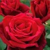 Mr Lincoln Rose paint by numbers