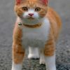 Orange Cat paint by numbers