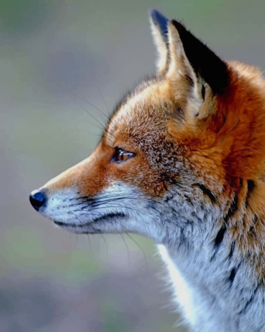 Red Fox Face paint by numbers