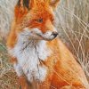 Orange Fox paint by numbers