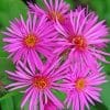 Pink Aster Flower paint by numbers