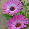 Pink Flowers paint by numbers