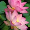 Pink Lotus Flowers paint by numbers