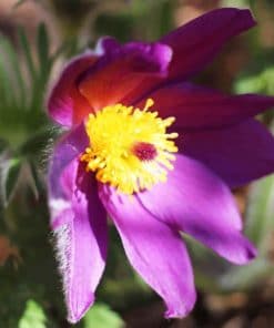 Purple Aster Flower Plant paint by numbers