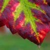 Purple And Green Leaf paint by numbers