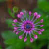 Purple Flower With Leaves paint by numbers