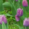 Purple Fringed Tulips paint by numbers