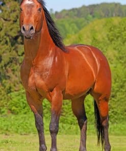 Quarter Horse paint by numbers