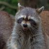 Raccoon Animal paint by numbers