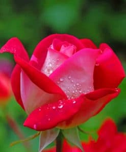 Red And Pink Rose paint by numbers
