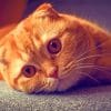 Scottish Fold Kitten paint by numbers