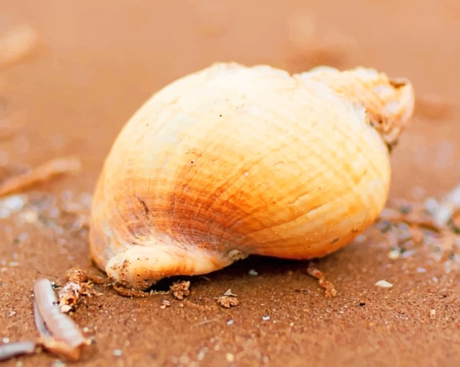 Seashell On Beach Sand paint by numbers