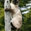 Siamese Cat paint by numbers