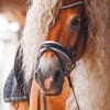 Stallion Horse paint by numbers