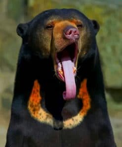 Sun Bear - Animals Paint By Numbers