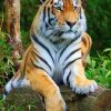 Tiger Big Cat paint by numbers