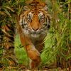 Tiger In The Jungle paint by numbers