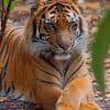 Tiger Relaxing In The Forest paint by numbers