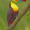 Tropical Toucan Bird paint by numbers