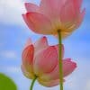 Tulip Flowers paint by numbers