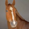 White And Brown Horse paint by numbers