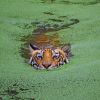 Wild Tiger In Swamp paint by numbers