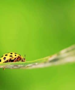 Yellow Ladybug Insect Eating Leaf Plants paint by numbers