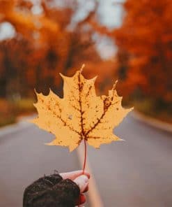 Yellow Maple Leaf On A Country Road paint by numbers