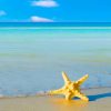 Yellow Star Fish On Beach paint by numbers