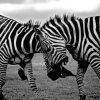 Two Zebras Clash paint by numbers