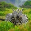 Two Zebras Close Up paint by numbers