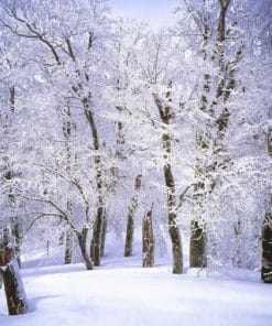 Trees Covered With Snow - Paint By Number
