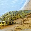 Alligator Paint By Numbers
