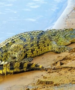 Alligator Paint By Numbers