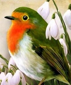 Robin Bird - Paint By Number