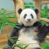 Black And White Panda Paint By Numbers