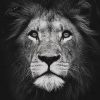 Black And White Lion Paint by numbers