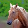 Brown Mare Horse paint by numbers