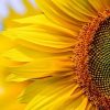 Clear Sunflower Paint By Numbers