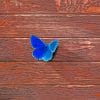 Common Butterfly Surface paint by numbers