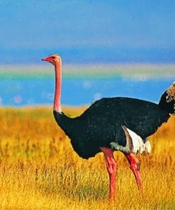 Common Ostrich paint by numbers