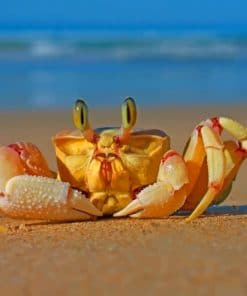 Crab In Beach paint by numbers