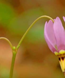 Dodecatheon Meadia Flower paint by numbers