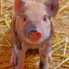 Farrow Farm Pig paint by numbers