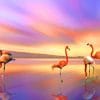 Flamingos At Sunset Paint By Numbers