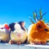 Guinea Pigs Siblings Paint By Numbers