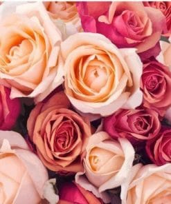 Pink Blooming Roses Paint By Numbers